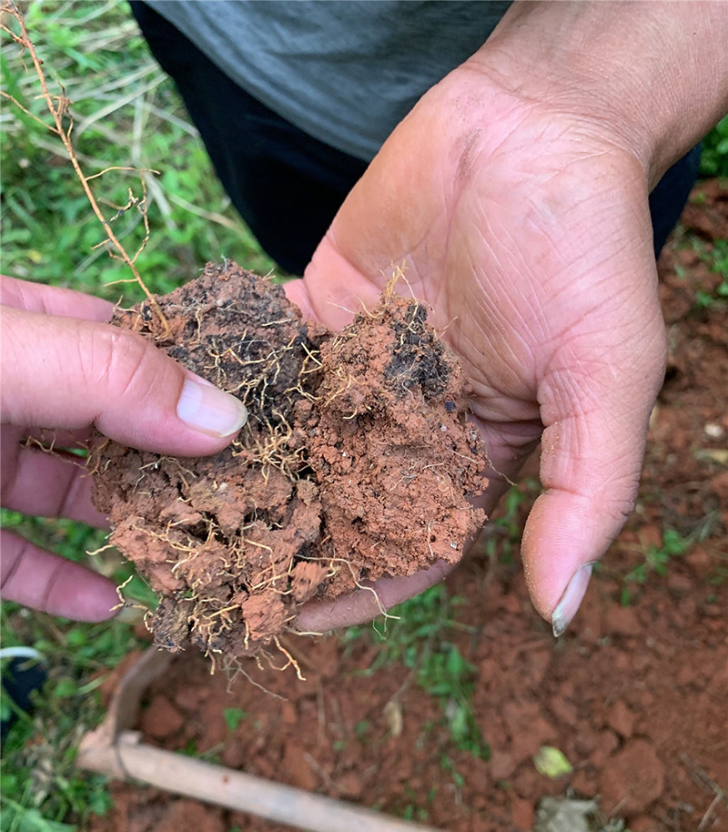 Seaweed organic fertilizer series-combination type