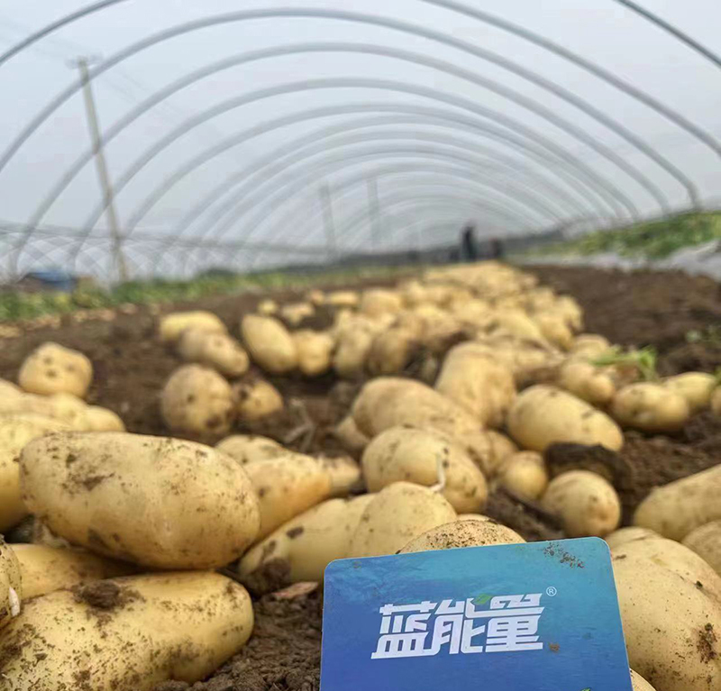 Seaweed organic fertiliser series - raw material type