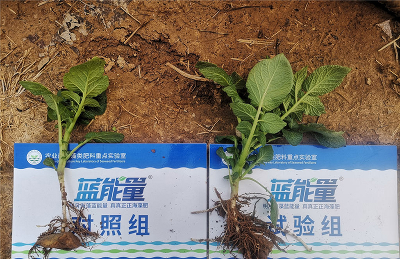 Seaweed organic fertilizer series-combination type